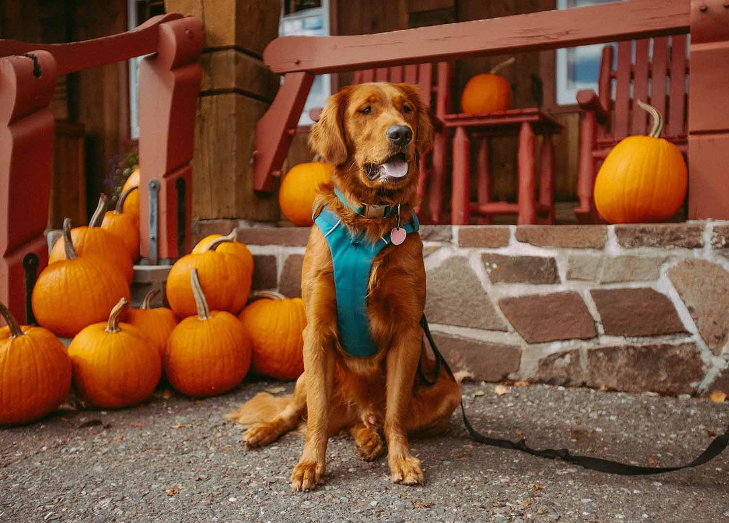 Pet fall photoshoot ideas