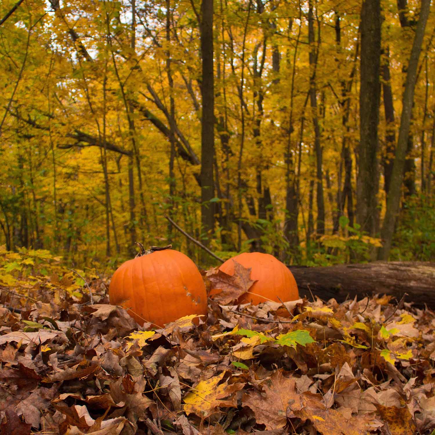 Photographer and pumpkin patch near by