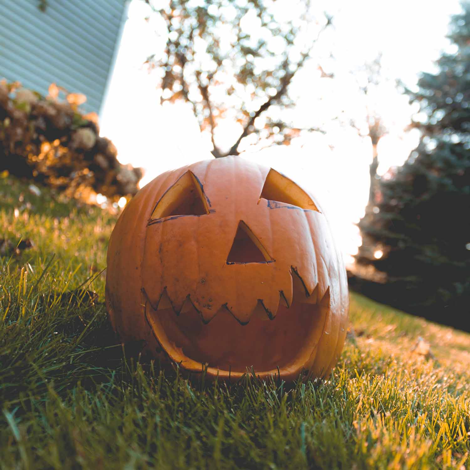 Fall photoshoot ideas with pumpkins