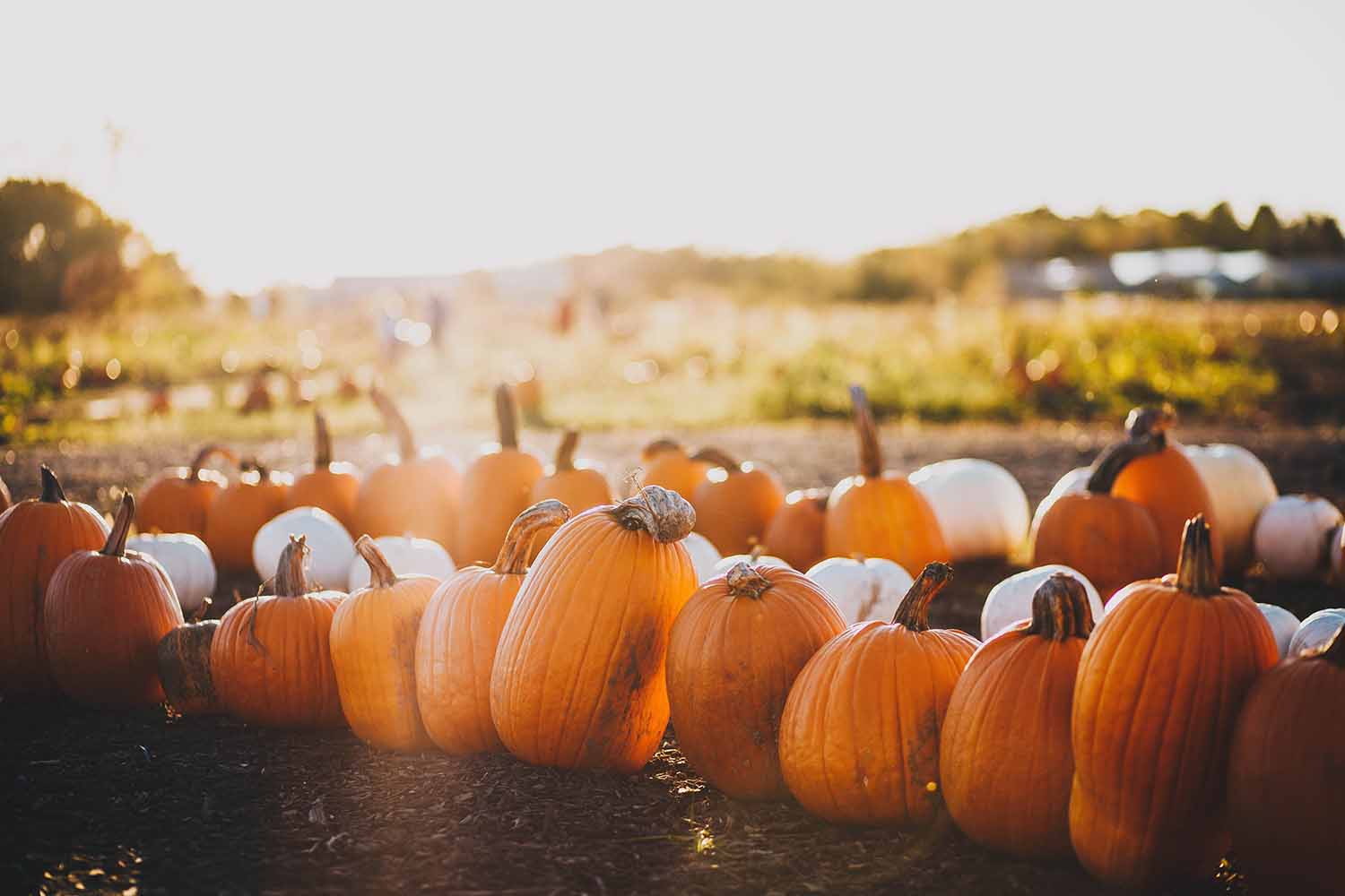 Creating a fall photoshoot at a pumpkin patch photographers