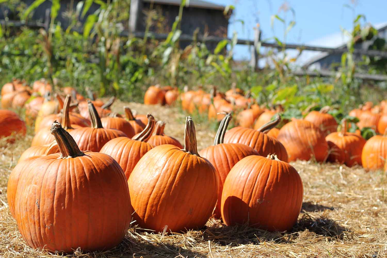 Pumpkin Patches for fall fashion photoshoots
